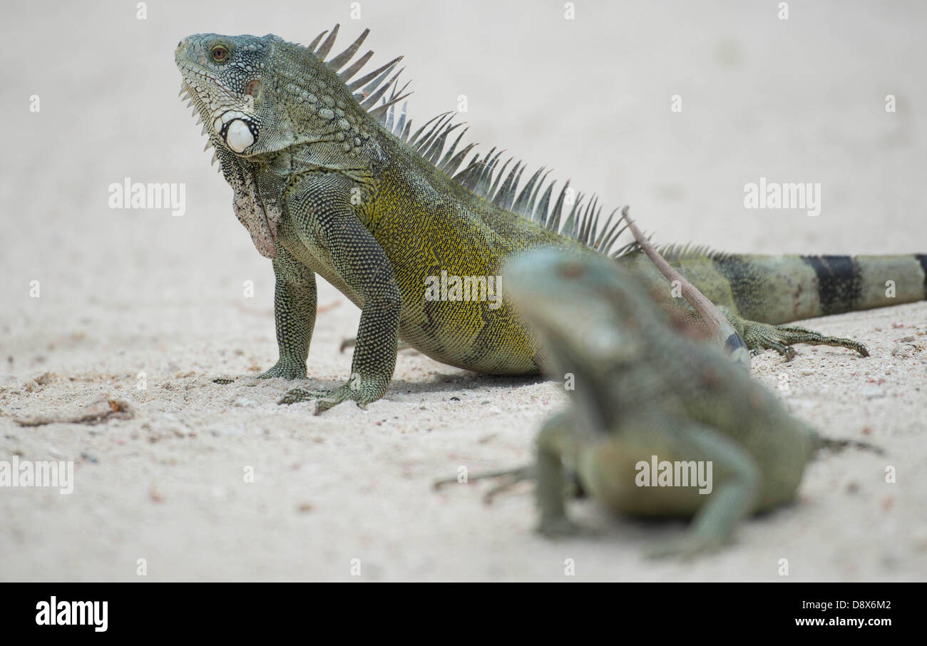Two iguanas are standing on a beach. Stock Photo