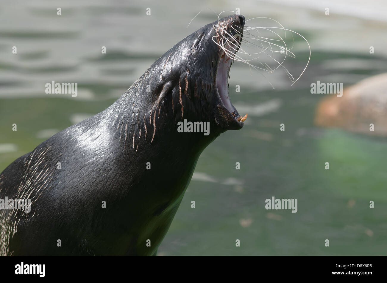 Northern fur seal, or sea cat (Latin: Callorhinus ursinus) - pinniped mammal of the order of prey, belongs to the family of eare Stock Photo