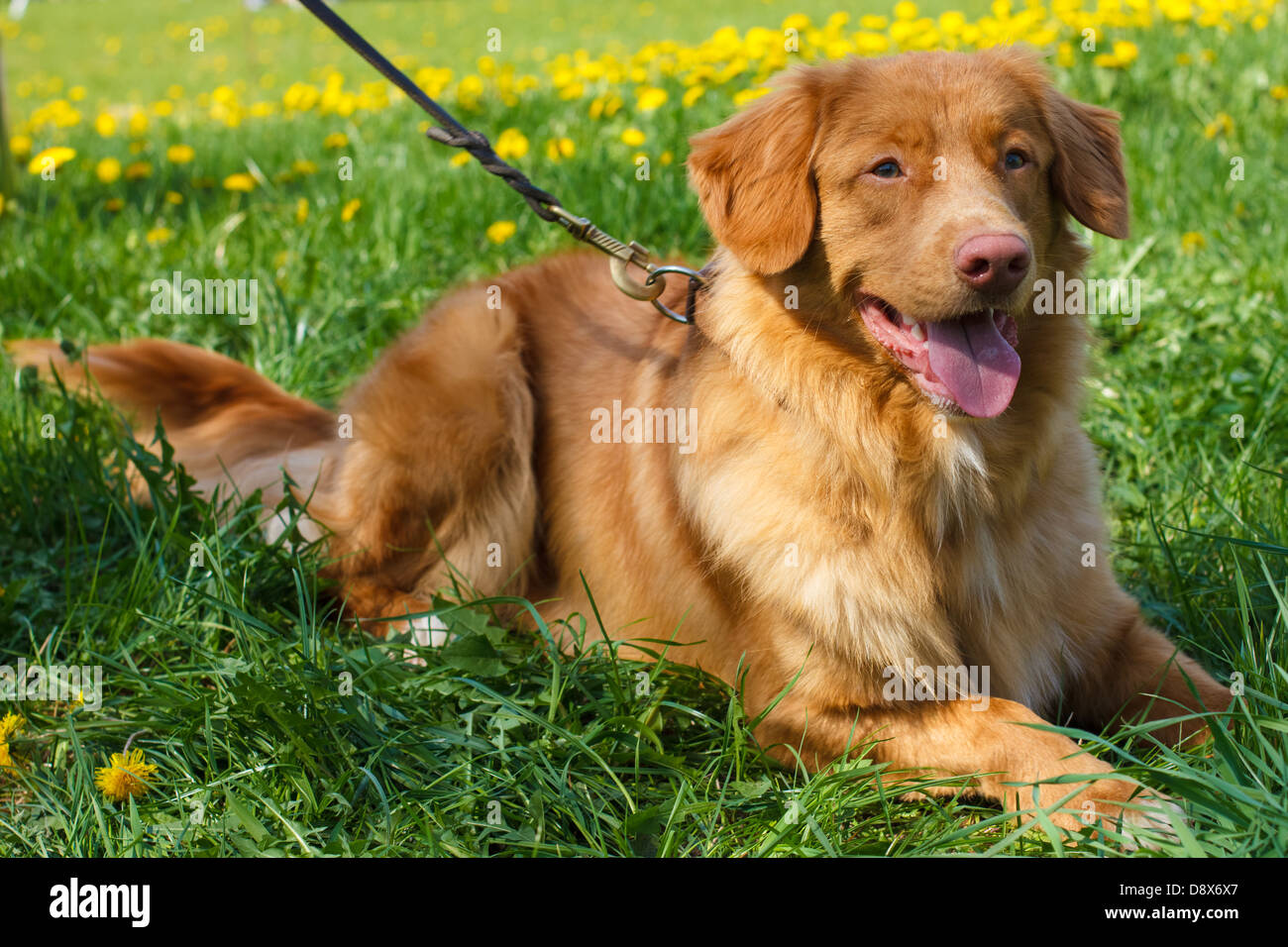 smiling red gun dog breed Nova Scotia Duck Tolling Retriever (Toller) lying on a green lawn blooming Stock Photo