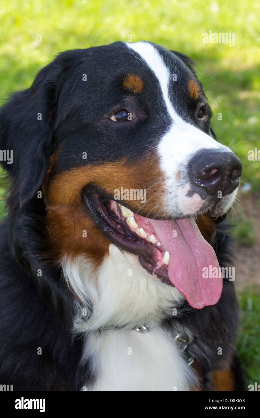 Close Up Portrait Of The Big Cute Dog Breed Bernese Mountain