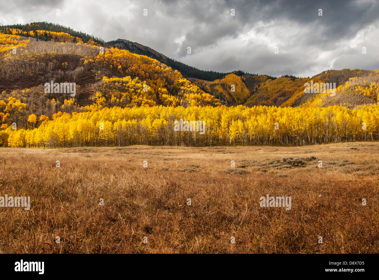 Aspen trees in Fall in a Colorado landscape Stock Photo