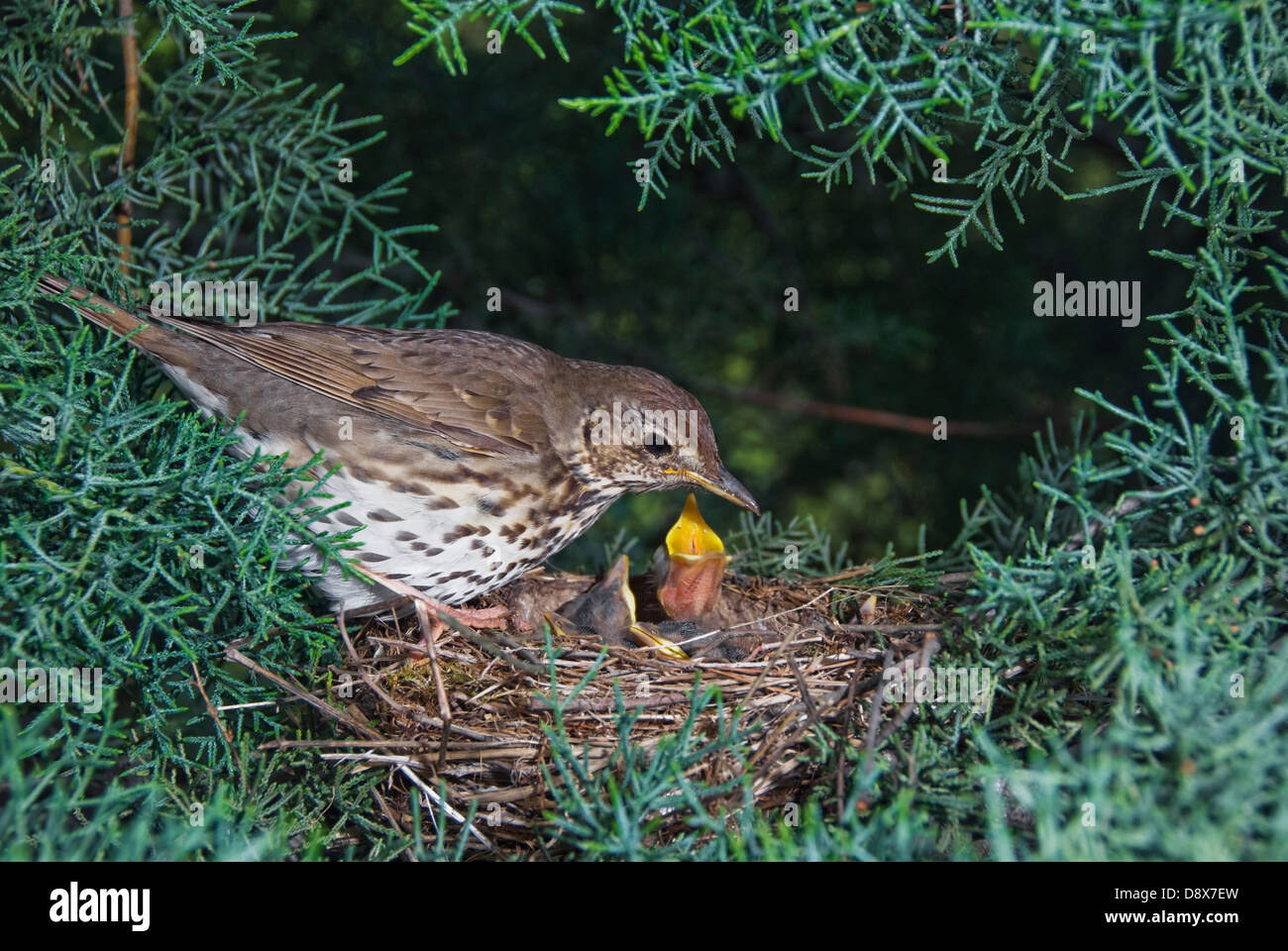 A song thrush (Turdus philomelos) at nest with chicks Stock Photo
