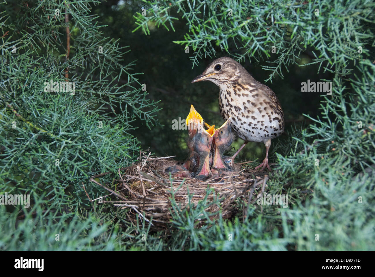 Song thrush (Turdus philomelos) at nest with chicks Stock Photo