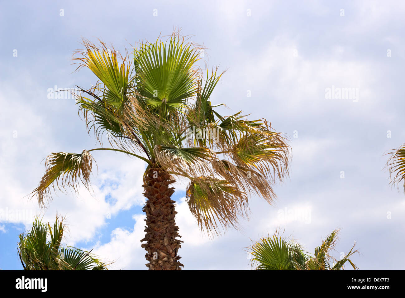Palm tree on the blue sky background with white clouds Stock Photo - Alamy