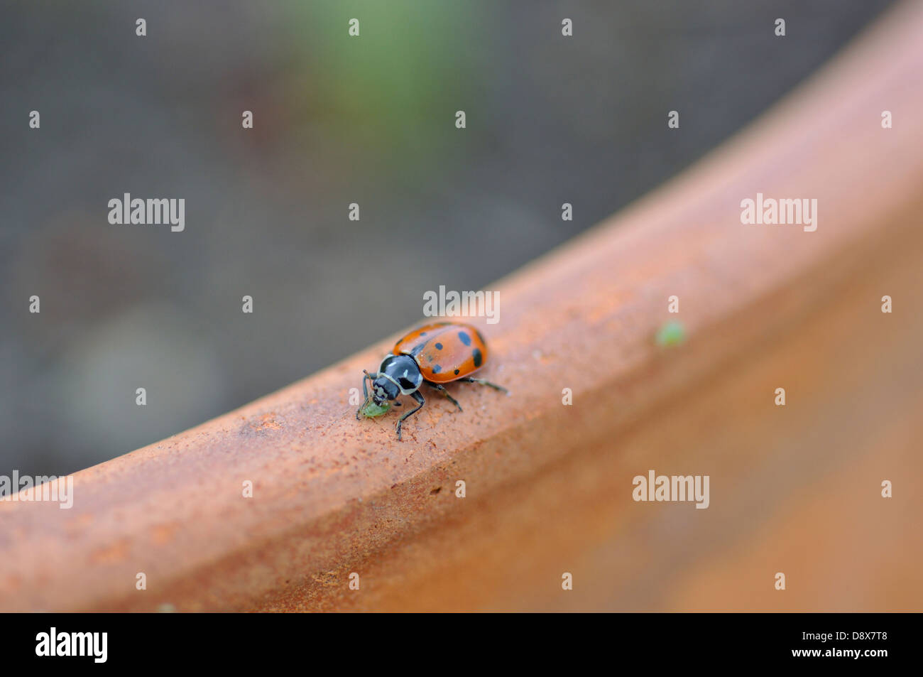 Ladybugs eating aphids on plant Stock Photo Alamy