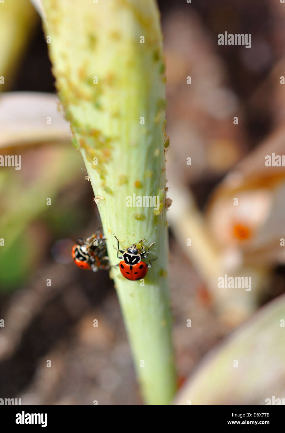 Ladybugs eating aphids on plant Stock Photo Alamy