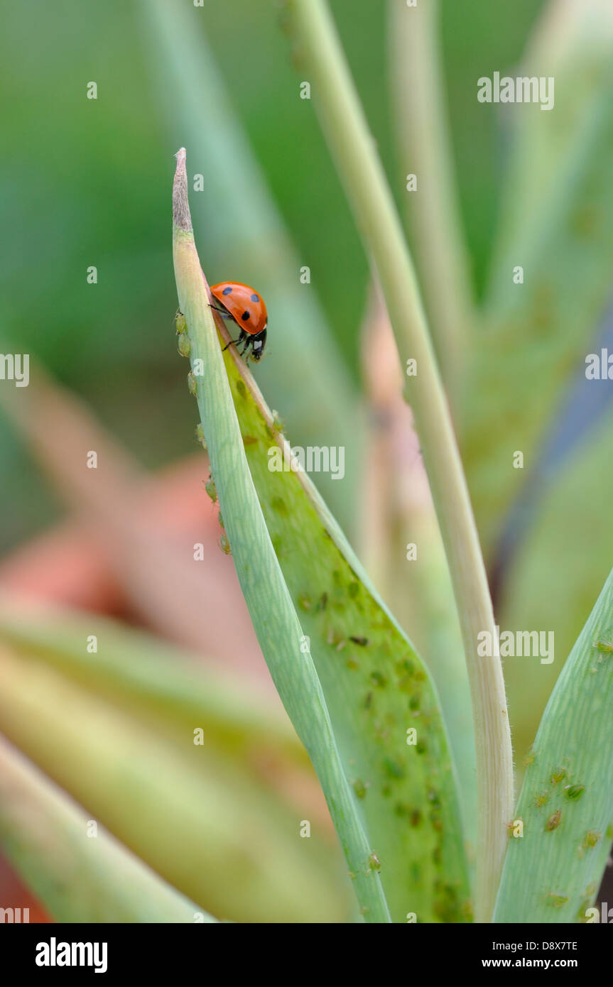 Ladybugs eating aphids on plant Stock Photo Alamy