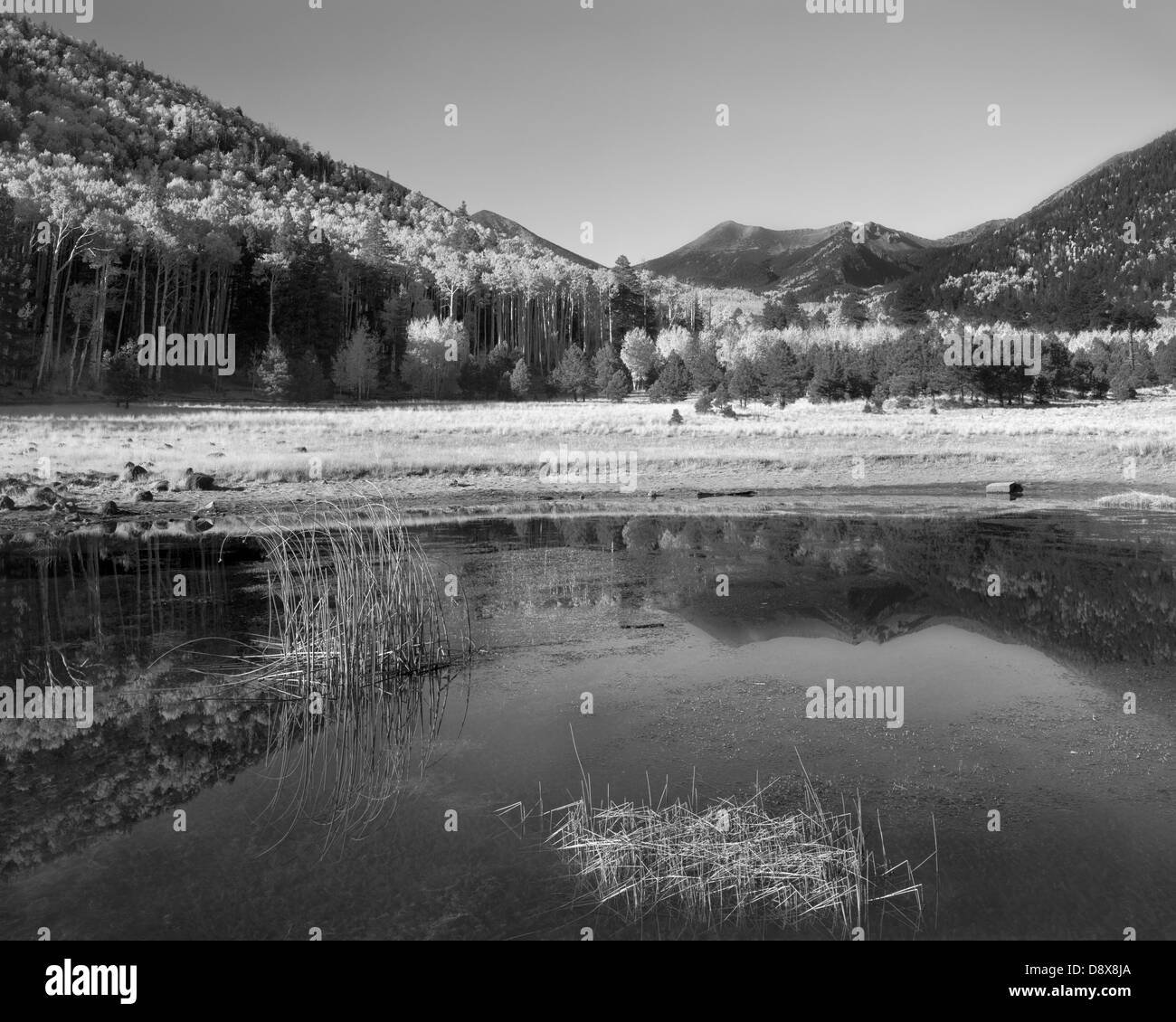 A small pond at Lockett Meadow in the San Francisco Peaks near Flagstaff, Arizona on an autumn day. Stock Photo