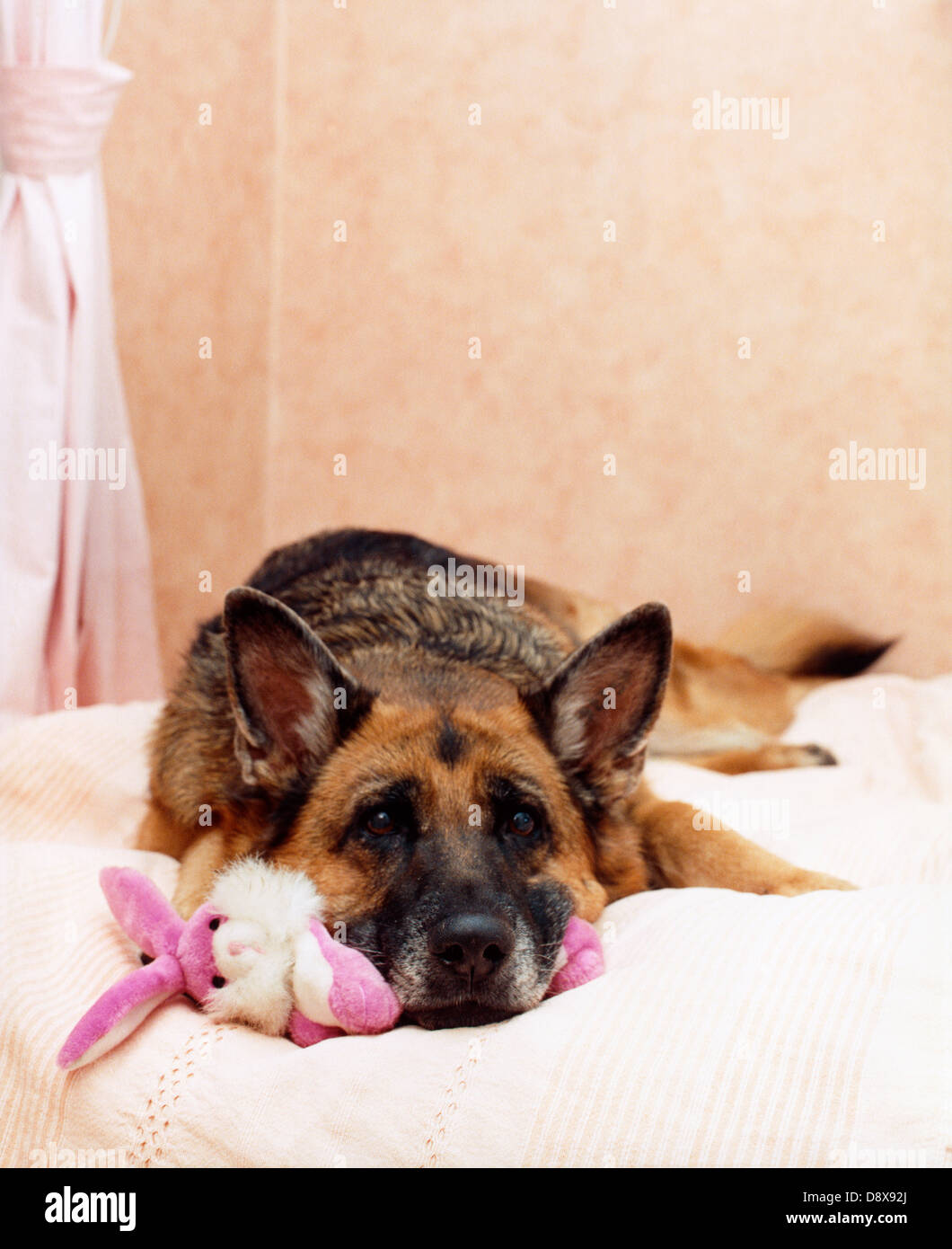 A German Shepherd Dog lying on a bed Stock Photo Alamy