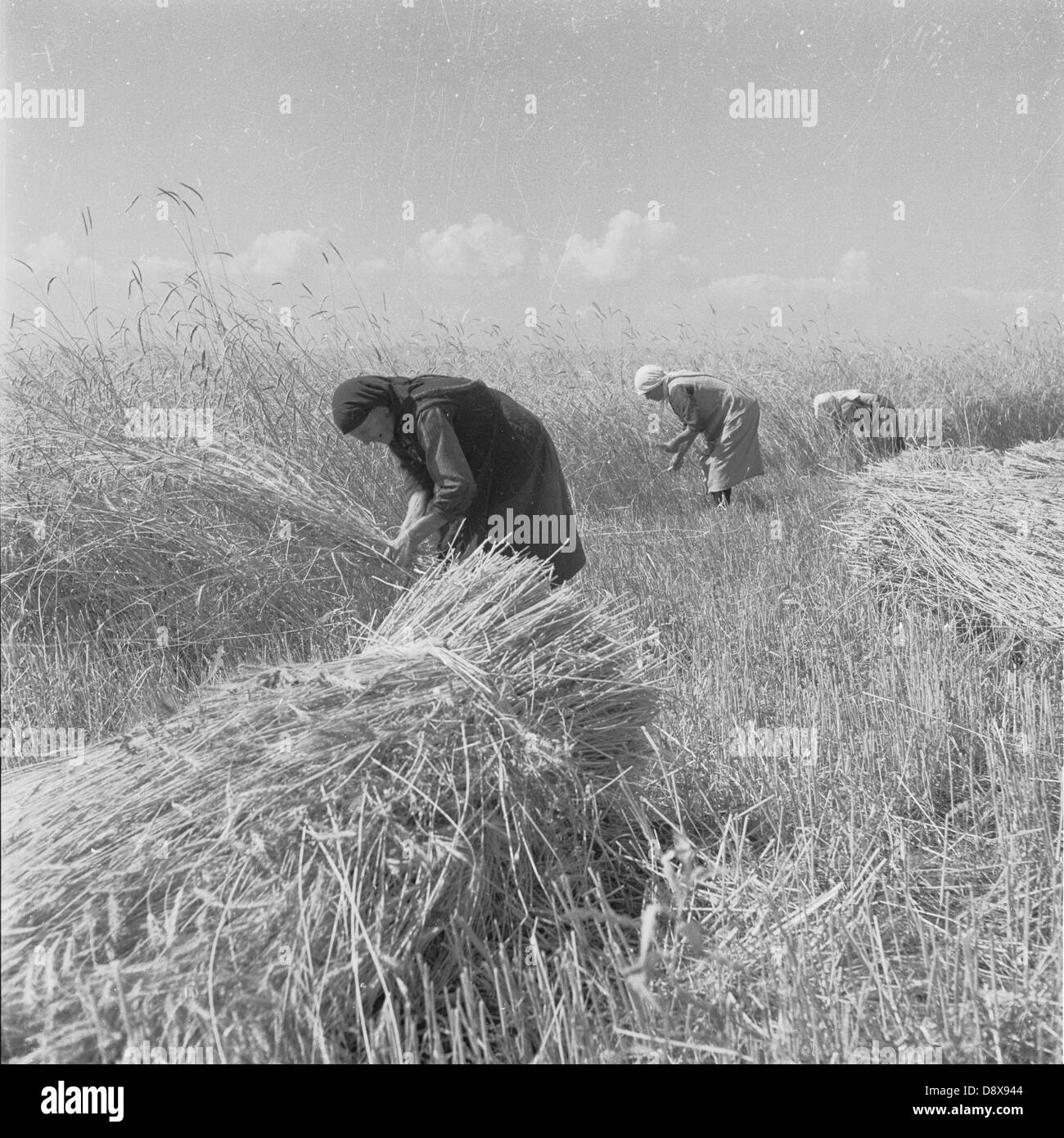 Historical 1950s, Bulgaria. Female farm labourers wearing long cloaks and hair scarfs for the sun, cut and tie bales of hay. Stock Photo