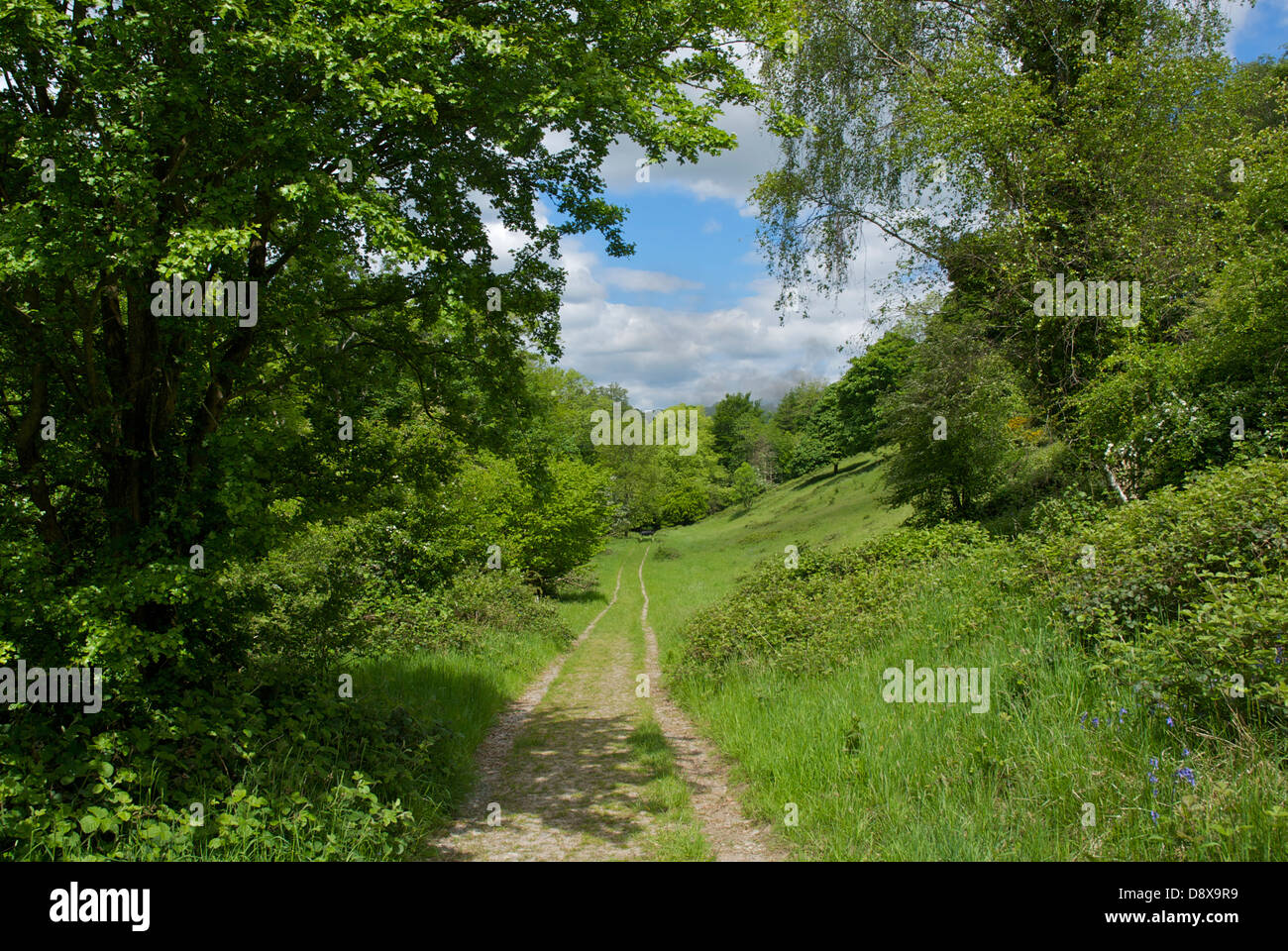 Wildflower meadow at Brown Robin, a Cumbria Wildlife Trust nature