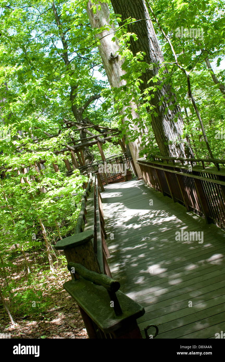 Woods boardwalk hires stock photography and images Alamy
