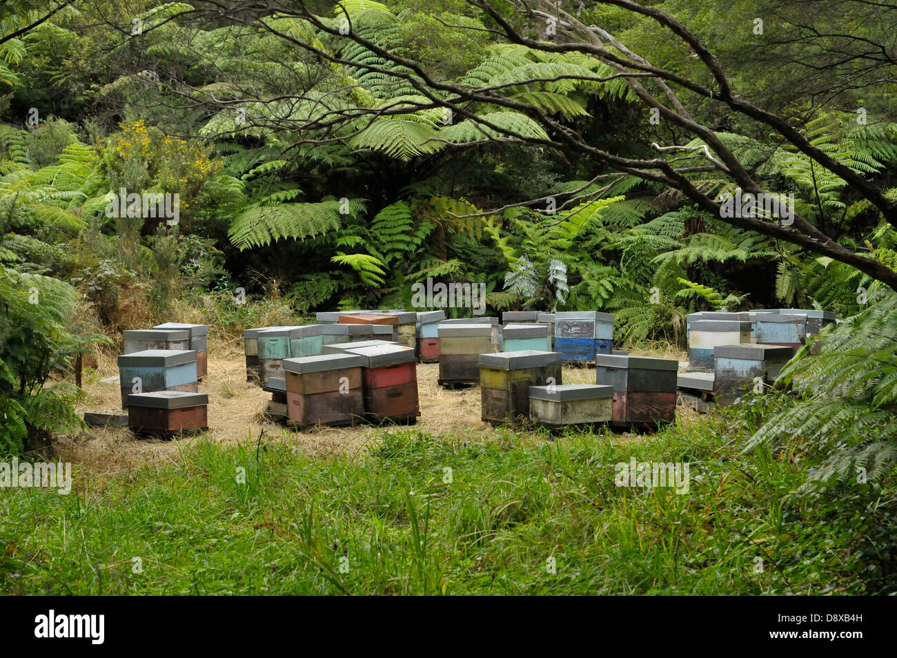 Colourful beehives in forest with silver ferns in background Stock Photo
