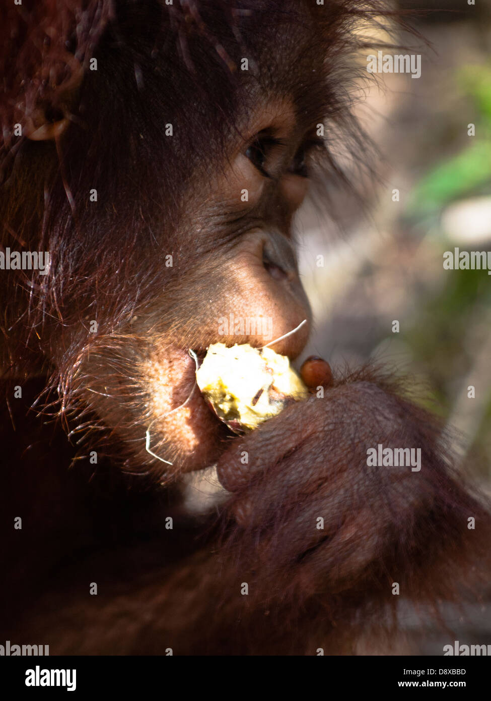 Orangutan cub profile eating closeup Stock Photo