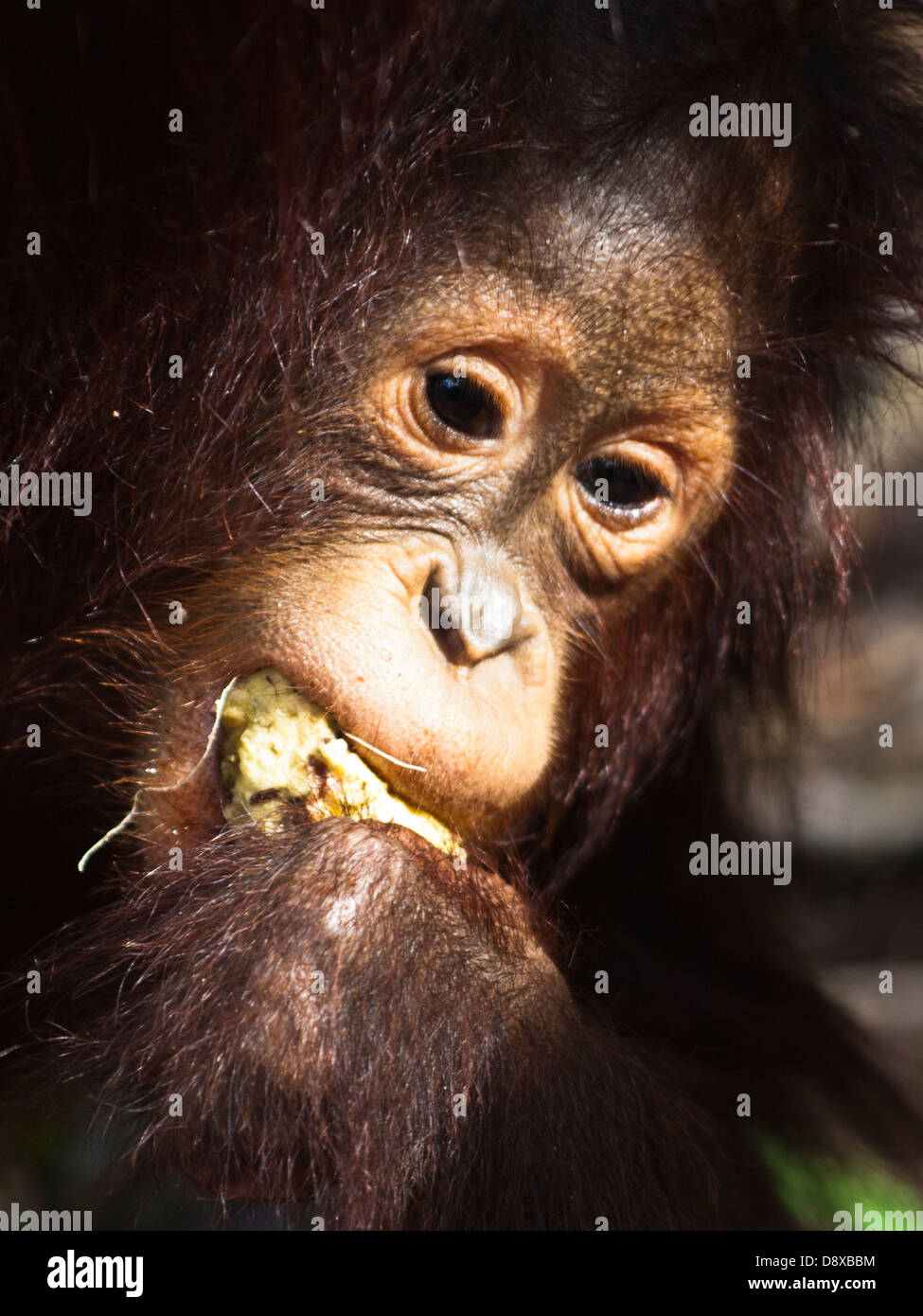 Orangutan cub eating closeup Stock Photo