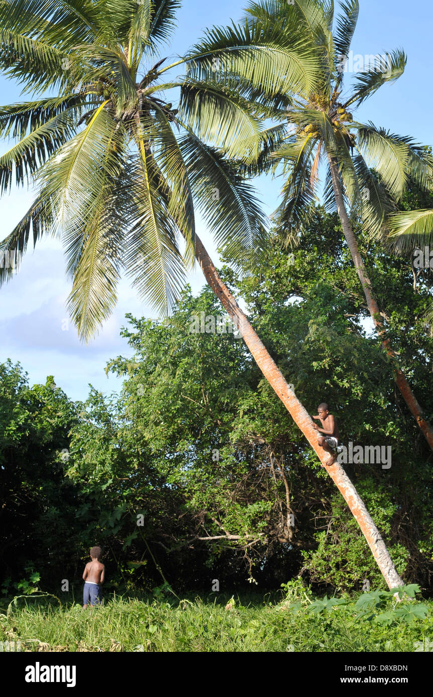 Vanuatu boys climb palm trees for both coconuts and fun Stock Photo