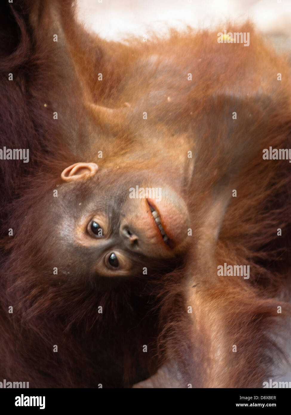 Orangutan cub Stock Photo