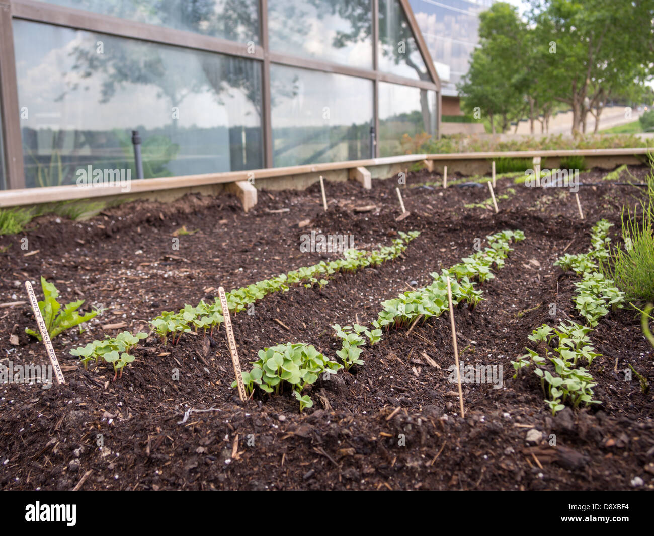Vegetable plants garden centre hires stock photography and images Alamy