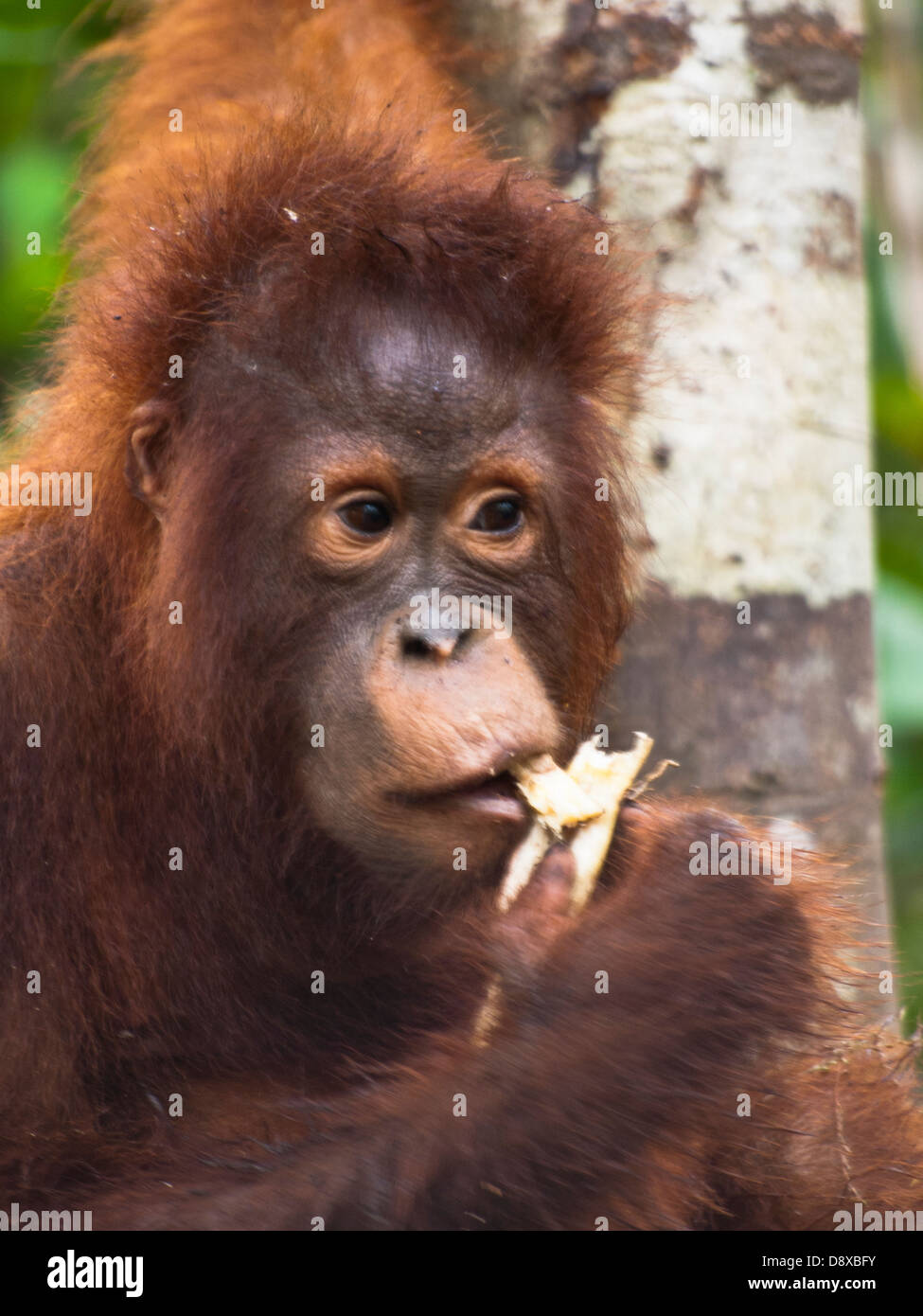 Orangutan cub eating Stock Photo