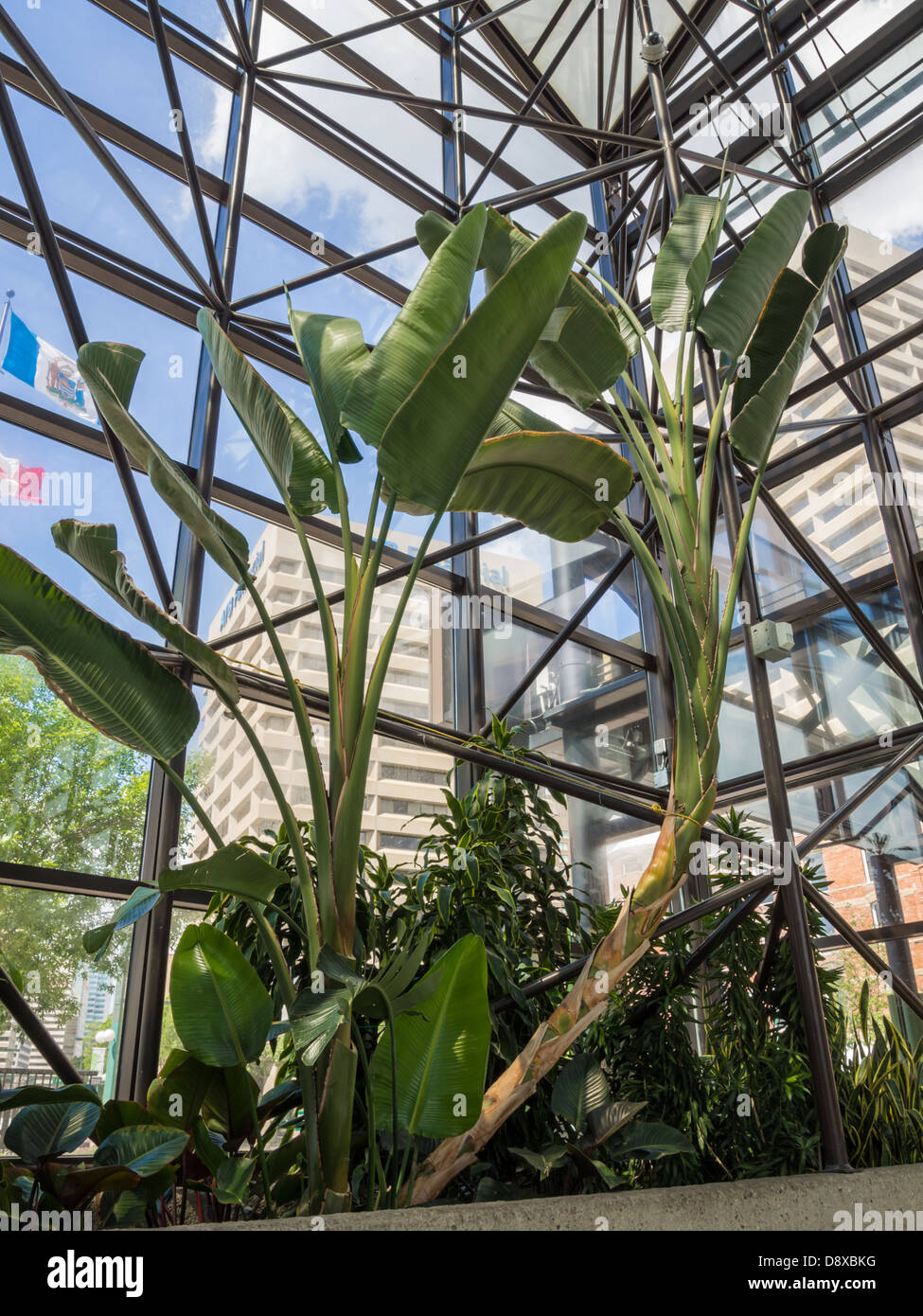 Very tall plant hires stock photography and images Alamy