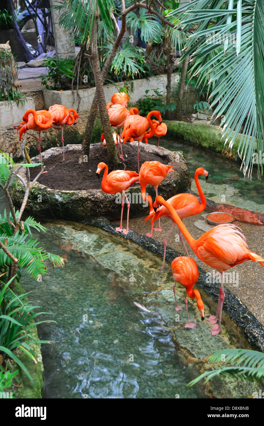 beneden Ooit Zwitsers Flamingos in Dallas Aquarium, Texas, USA Stock Photo - Alamy