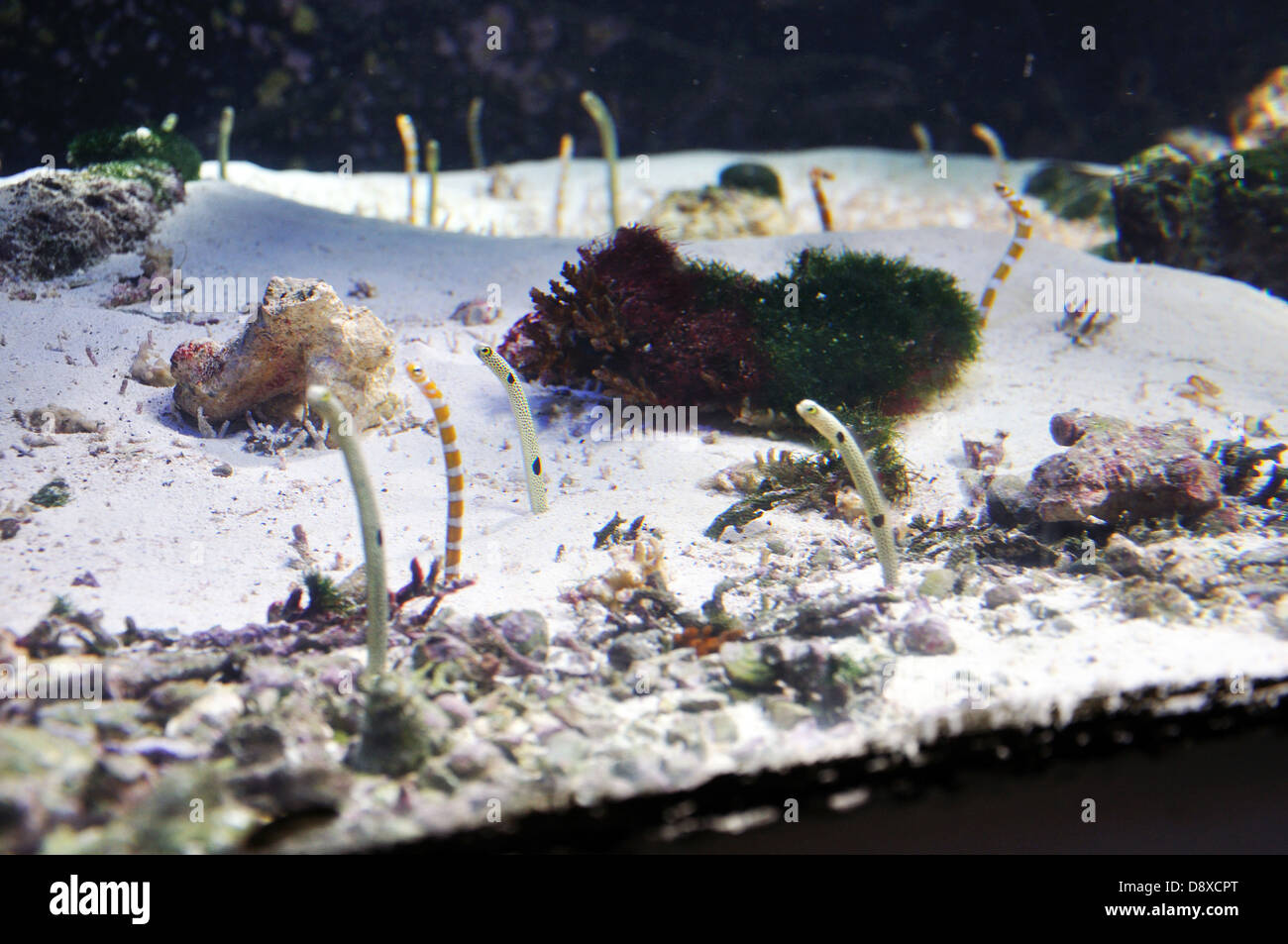 Eels eel saltwater aquarium salt water fish tank garden japanese hires