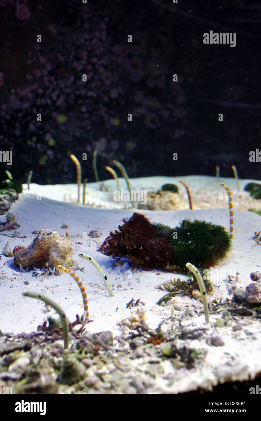 Garden Eels in saltwater aquarium Stock Photo