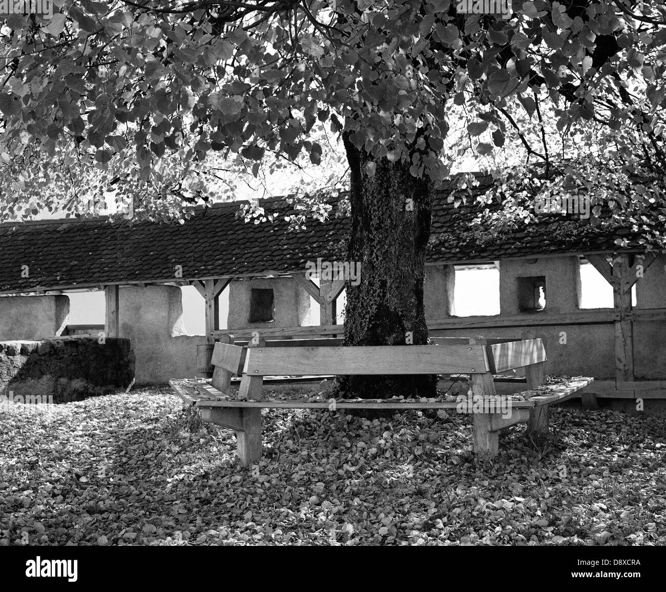 Bench by tree with leaves on ground (B&W Stock Photo - Alamy