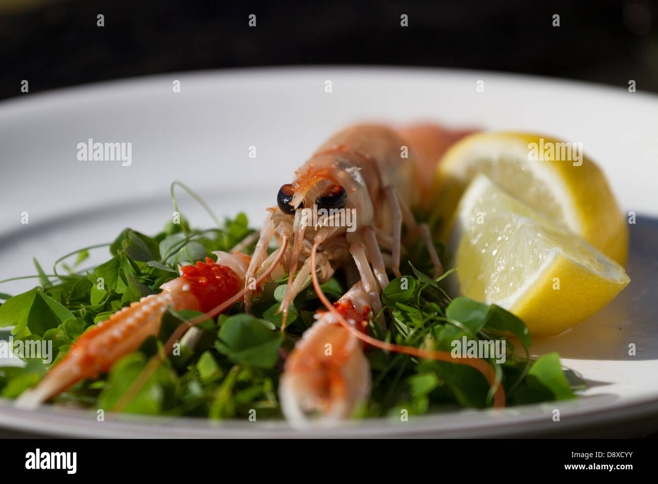 Langoustine or Dublin Bay Prawn on a bed of shamrock with a slice of lemon Stock Photo