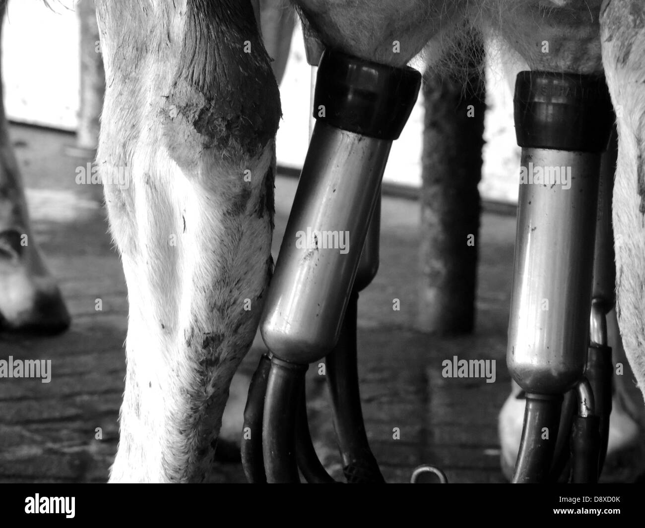 Milking milk farming Black and White Stock Photos & Images - Alamy