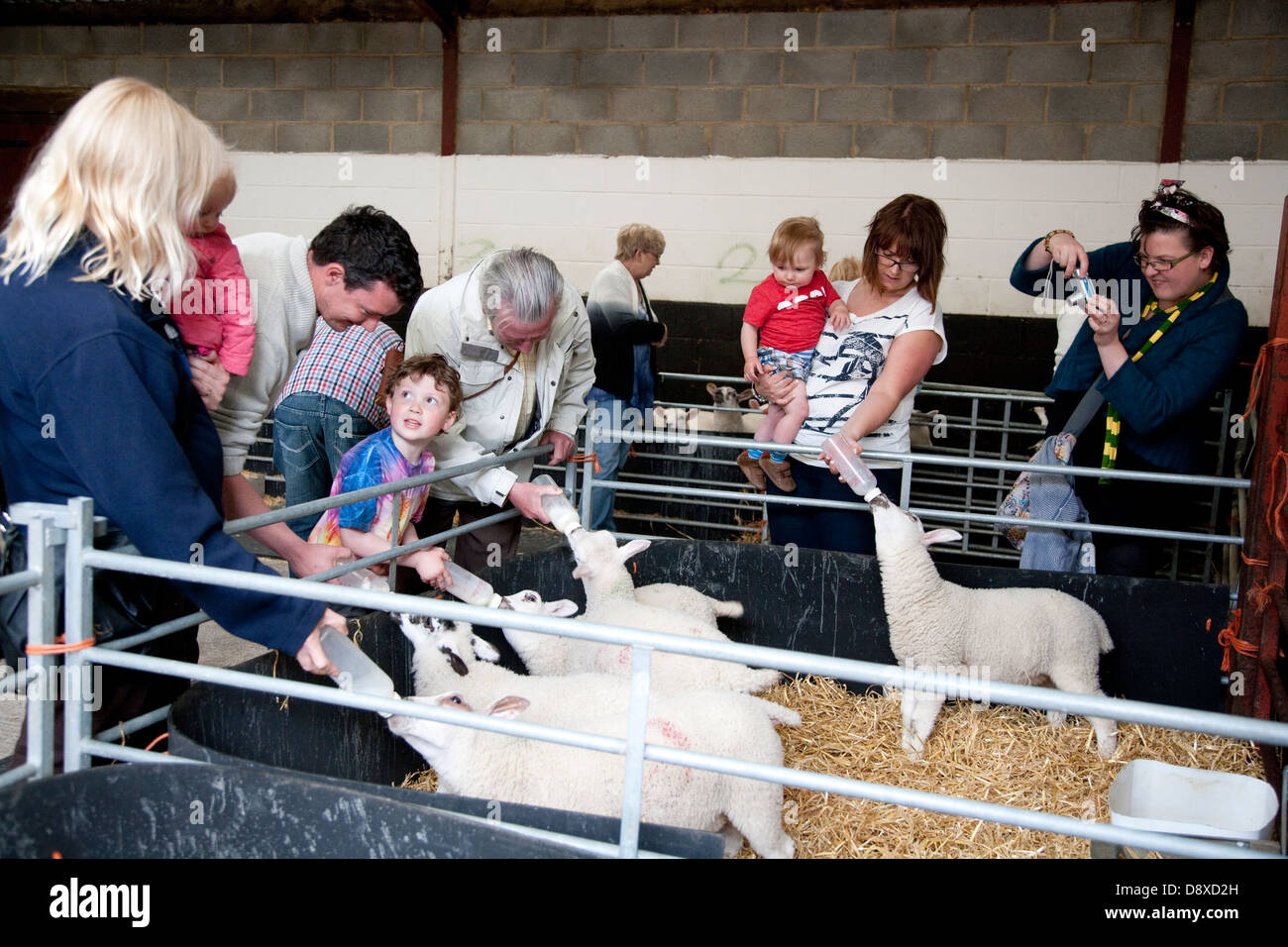 People feeding lambs at an open farm Stock Photo Alamy