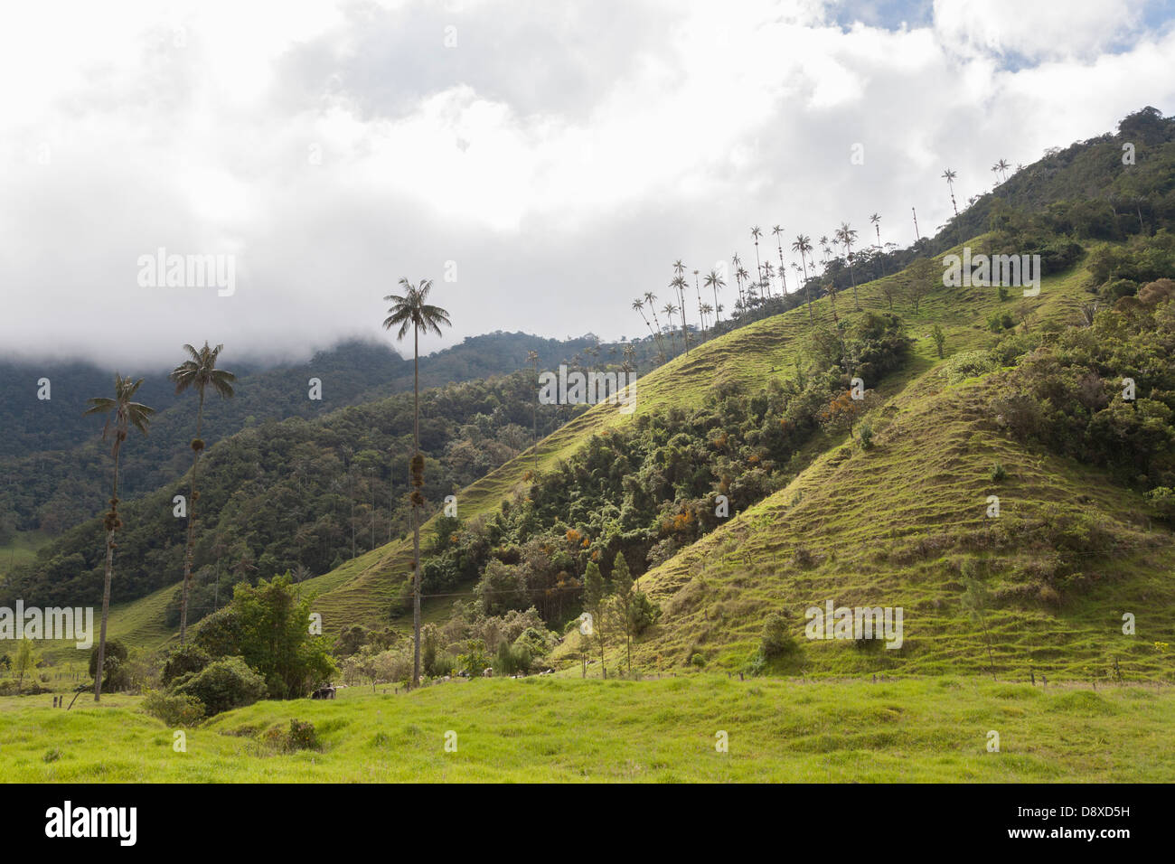 Cocora Valley, Acaime Natural Reserve, Salento, Colombia Stock Photo