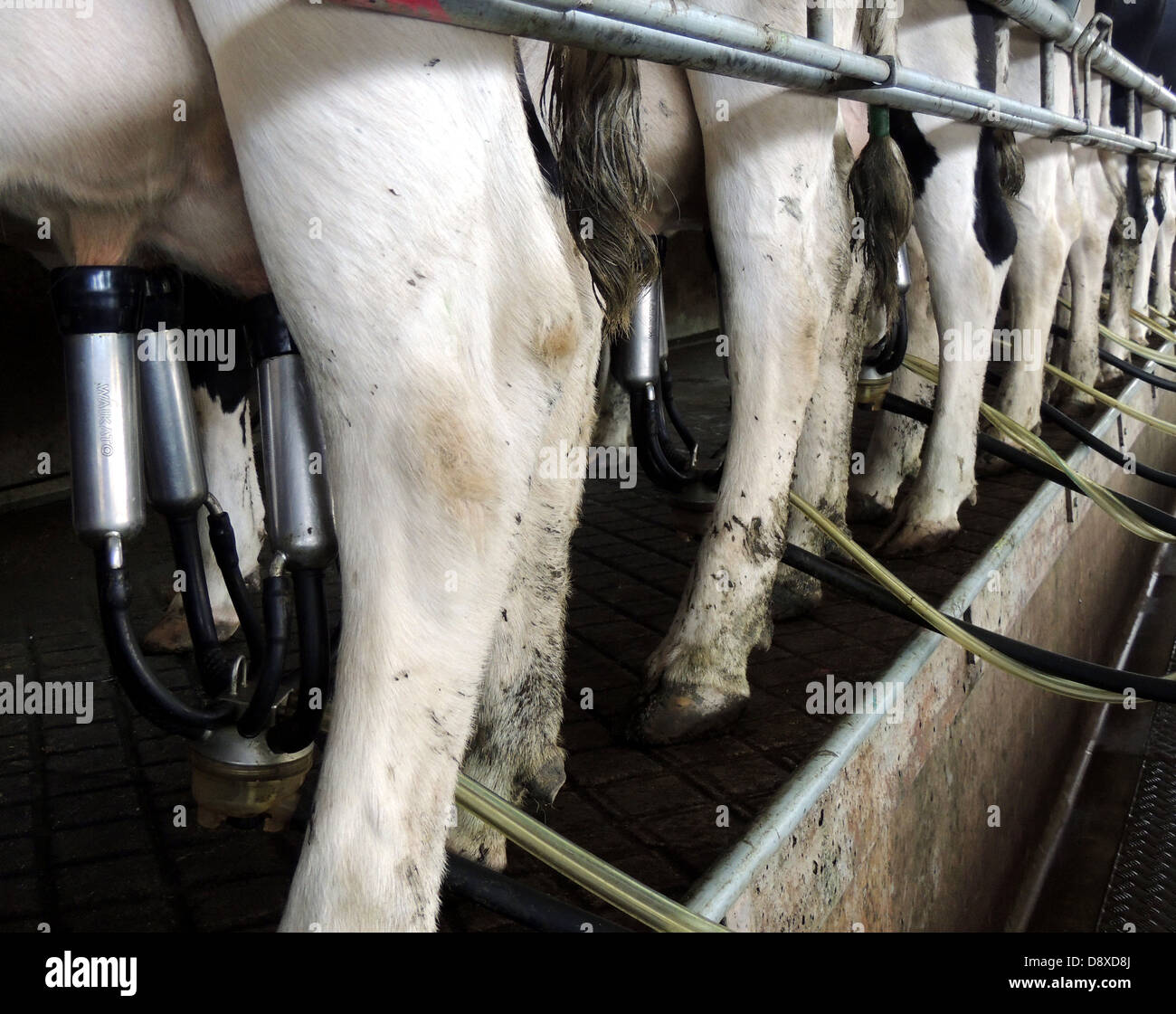 milking Stock Photo