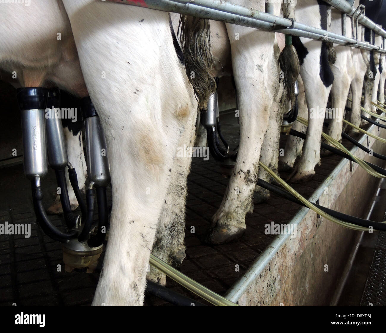 milking Stock Photo - Alamy