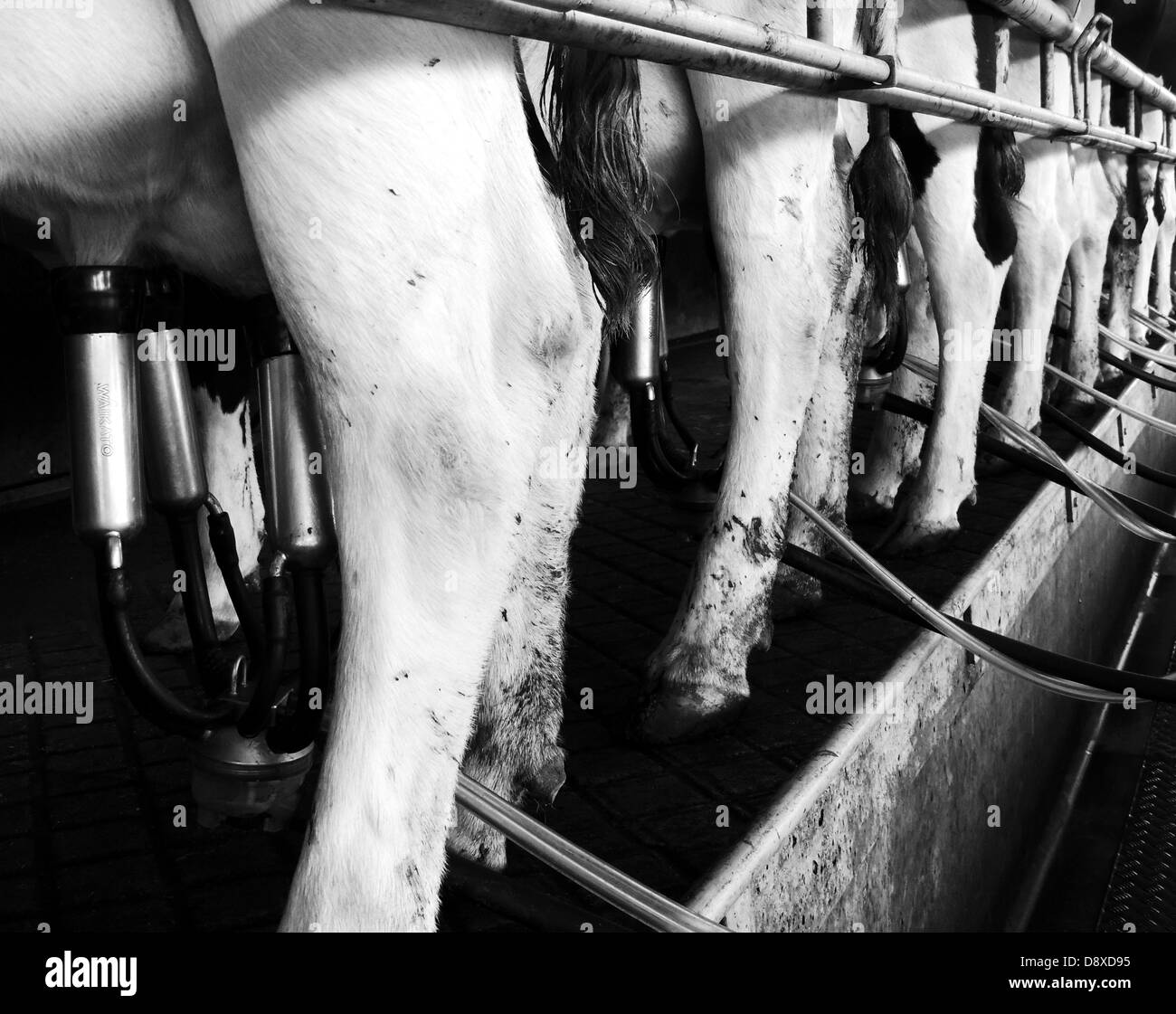milking Stock Photo
