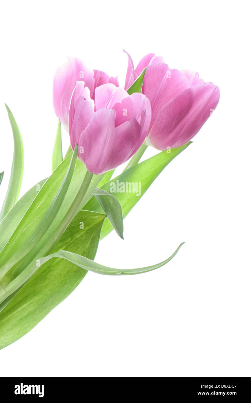 Pink tulips spring flowers hi-res stock photography and images - Alamy