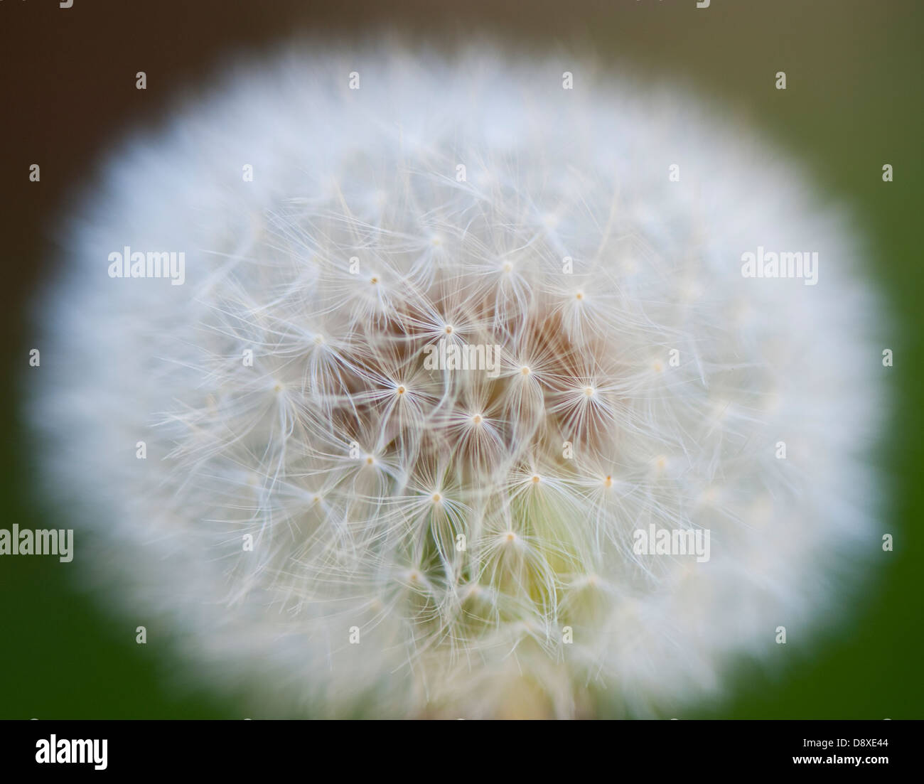 Dandelion Up Close Hi res Stock Photography And Images Alamy