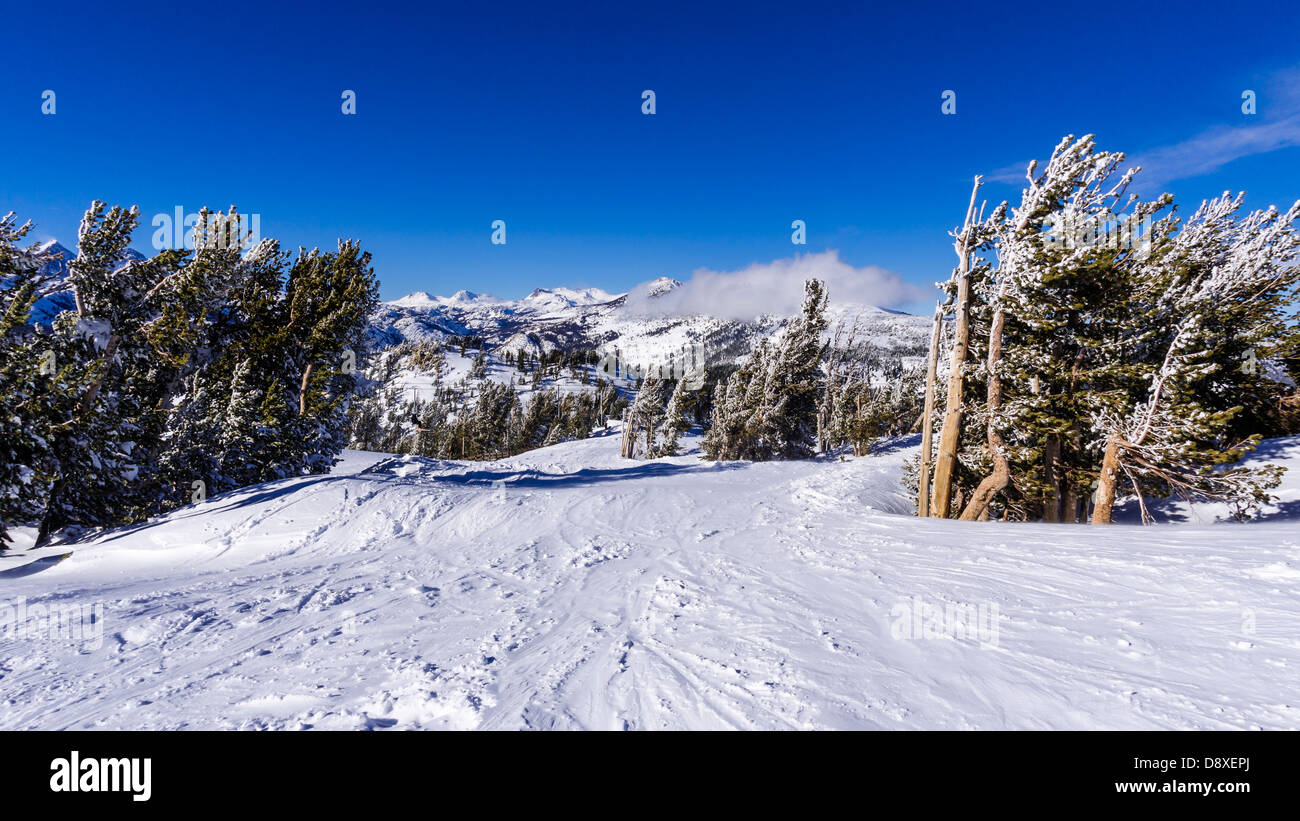 Rime ice on pines at Mammoth Mountain Ski Area, Mammoth Lakes, California USA Stock Photo