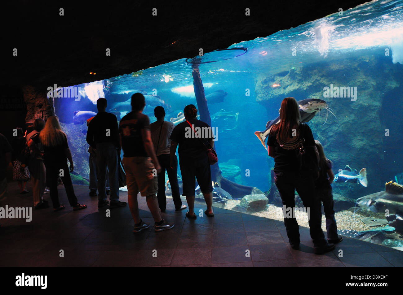 Dallas Aquarium, Texas, USA Stock Photo Alamy