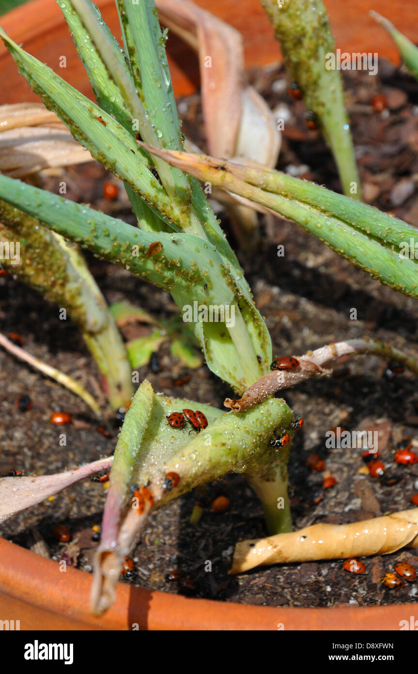 Ladybugs eating aphids on plant Stock Photo Alamy