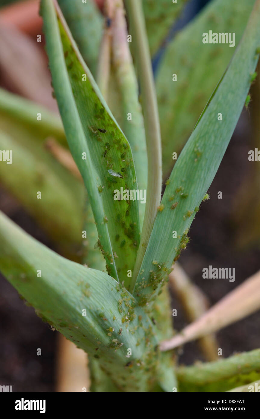 Aphids on plant Stock Photo Alamy