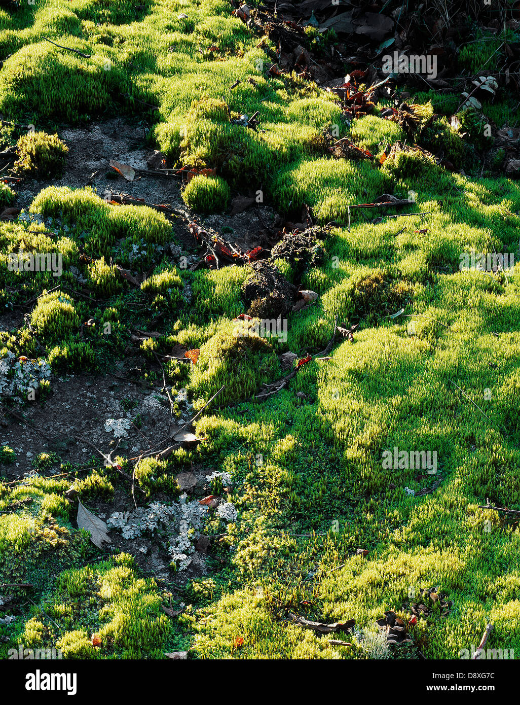 Moss green color hi-res stock photography and images - Alamy