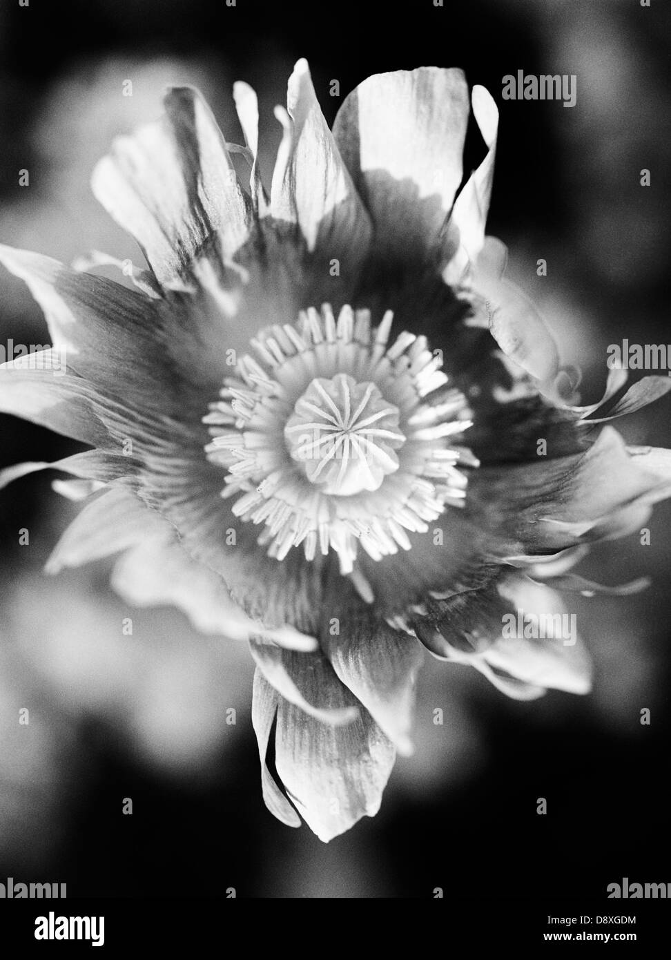 Flower with a view Black and White Stock Photos & Images - Alamy