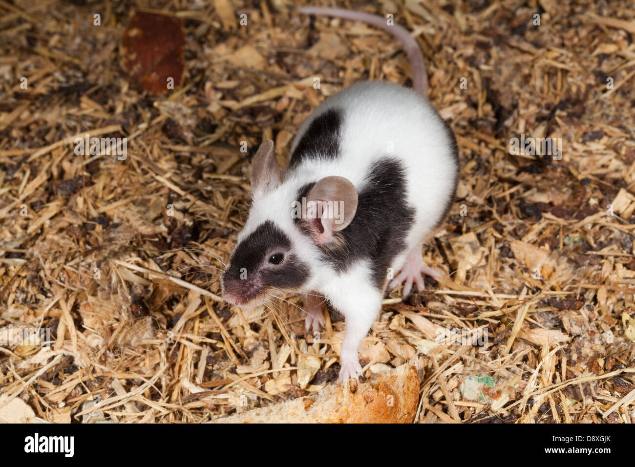 Fancy mouse pet sales