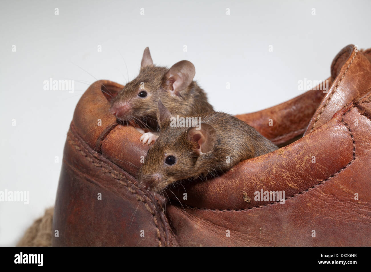 House Mice (Mus musculus). Emerging from an old leather shoe Stock