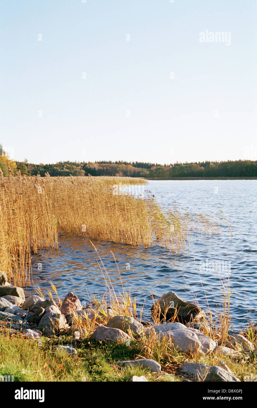 Lake With Reeds Reeds lake in nature hi-res stock photography and images - Alamy