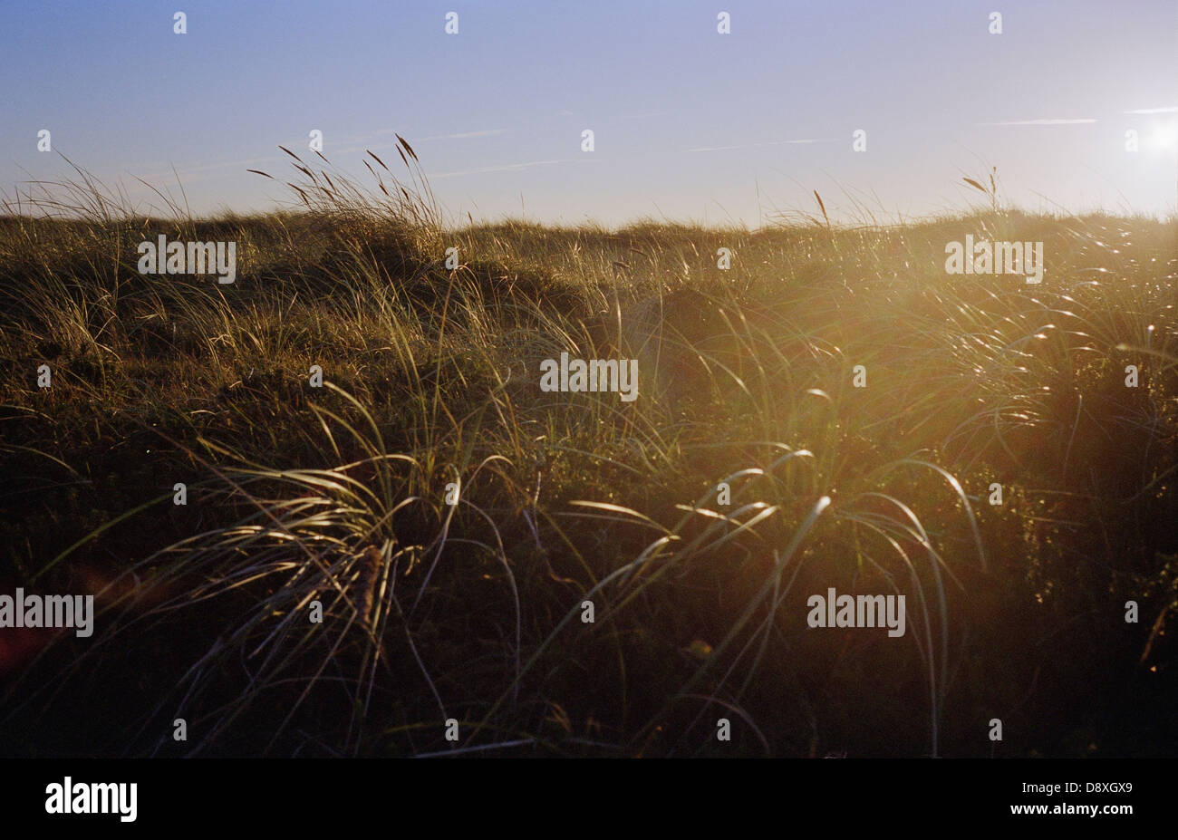 A field in autum, Skane, Sweden. Stock Photo