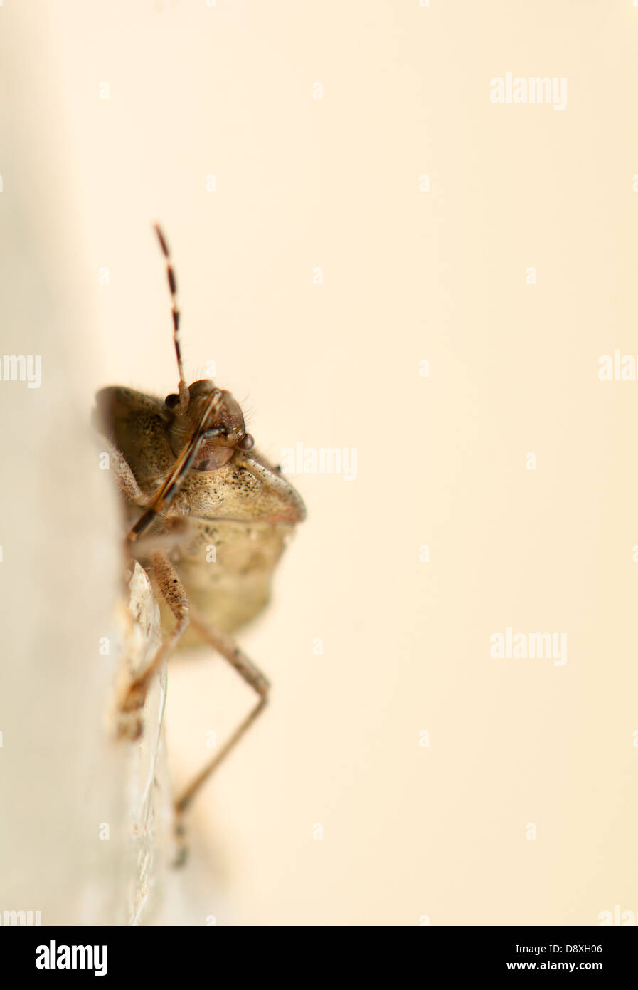 Dolycoris baccarum Stock Photo