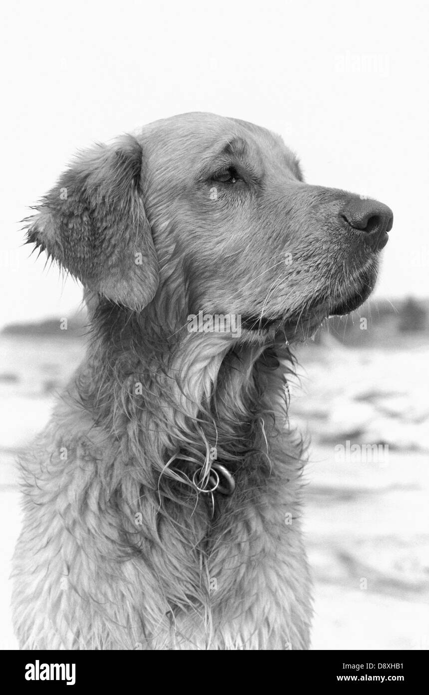 Golden retriever close up Black and White Stock Photos & Images - Alamy