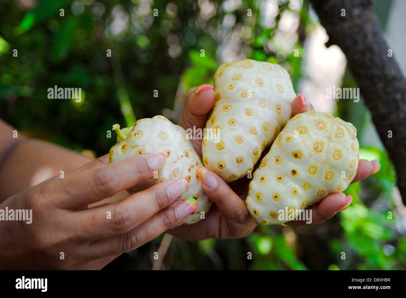 Woman holding Noni fruits (Morinda citrifolia) in her hands Stock Photo
